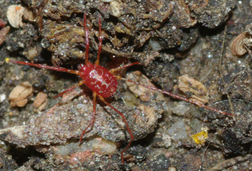 Acaro 1: Erythraeidae